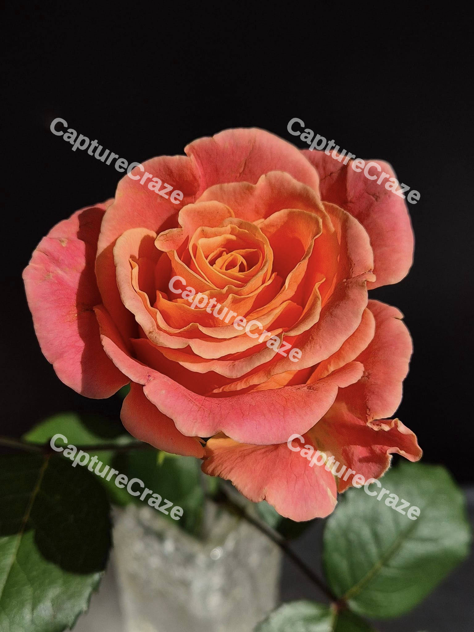 Pink and Orange Rose